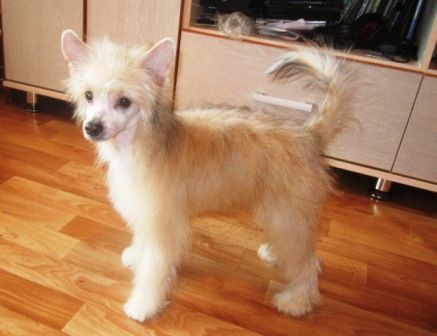 Sharmel Sheih Luyksor