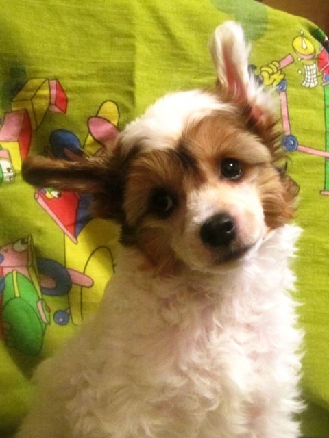 Sonia Zolotue Glazki