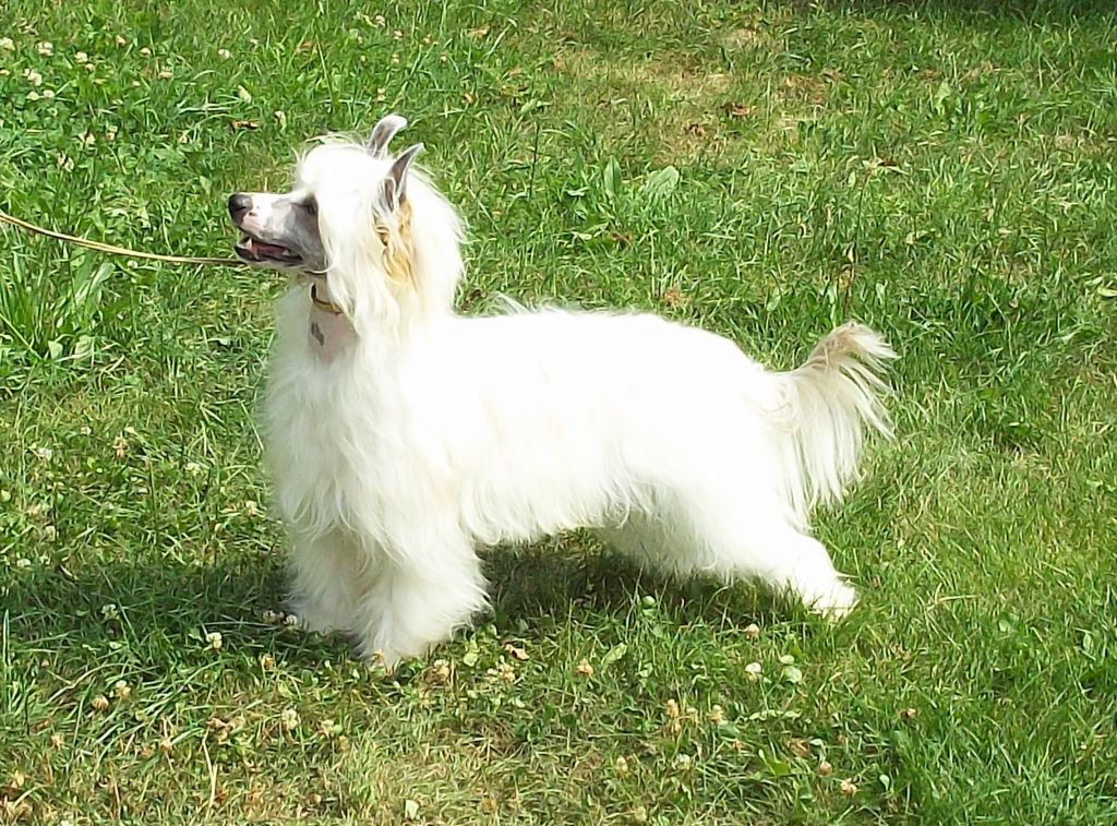 Hamilton Queen Malverne