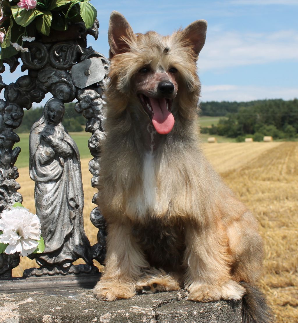 Hawaiian Sun Queen Malverne