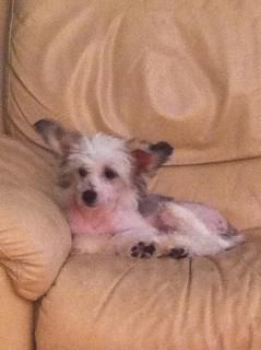 Sigyns Captain Morgan for Poshsox