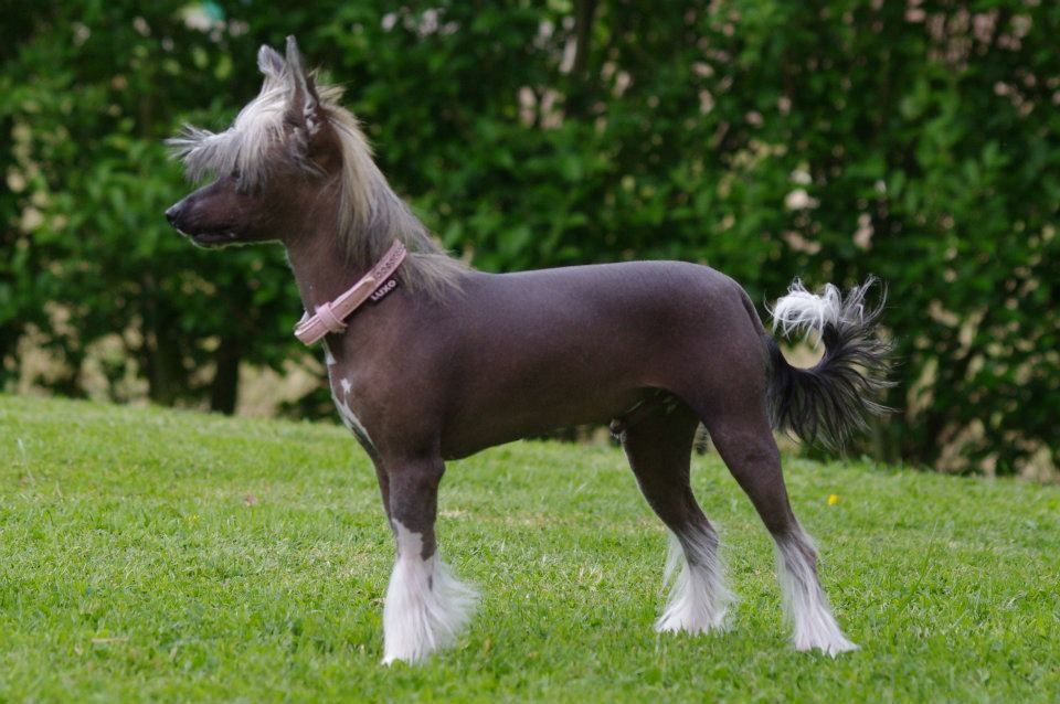 Harthur des gardiens des elfes