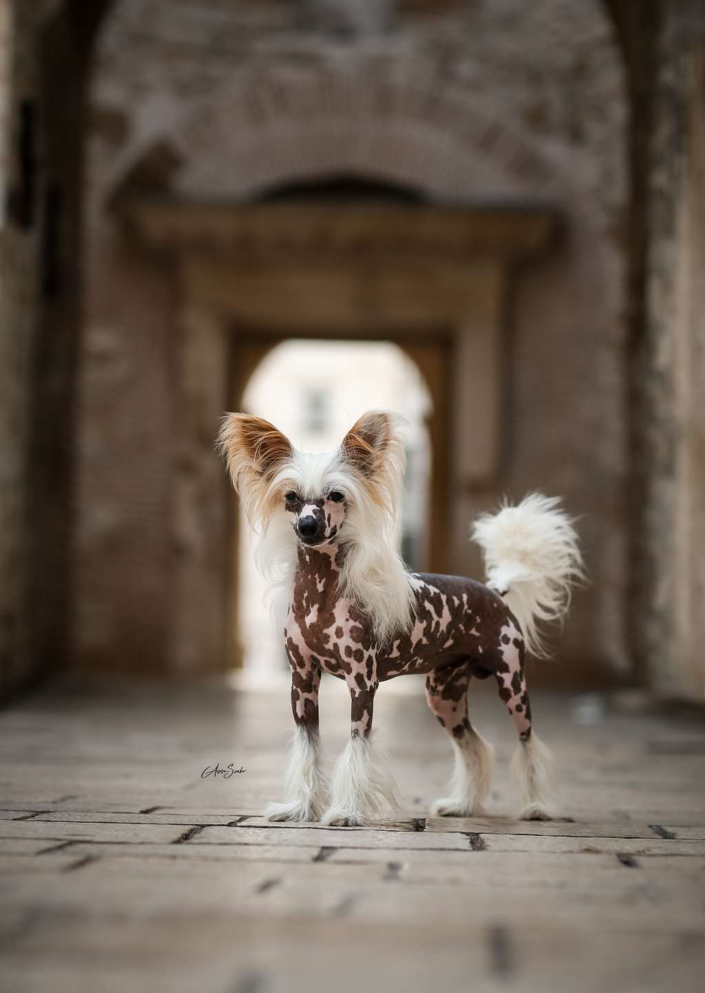 Be My Dog's Zip N Strip