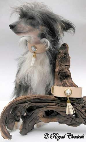 Cat's China Dogs Mister Xavier