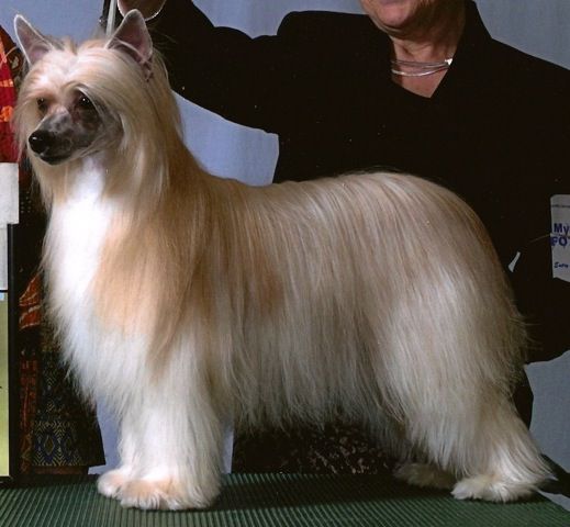 Softail Covered In Mink