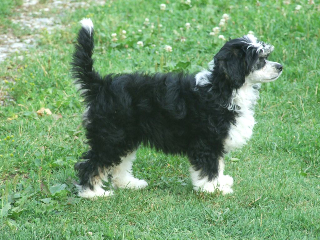 Ban-ei Dinkey Deluxe