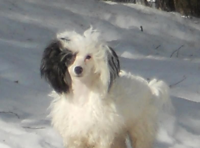 Kultatuulen Wessexin Kreivitär