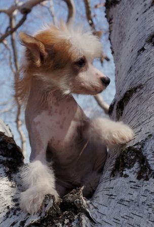 Tangerine iz Diamond Sity