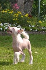 Vologodskiy Souvenir Beluy Dvoryanin