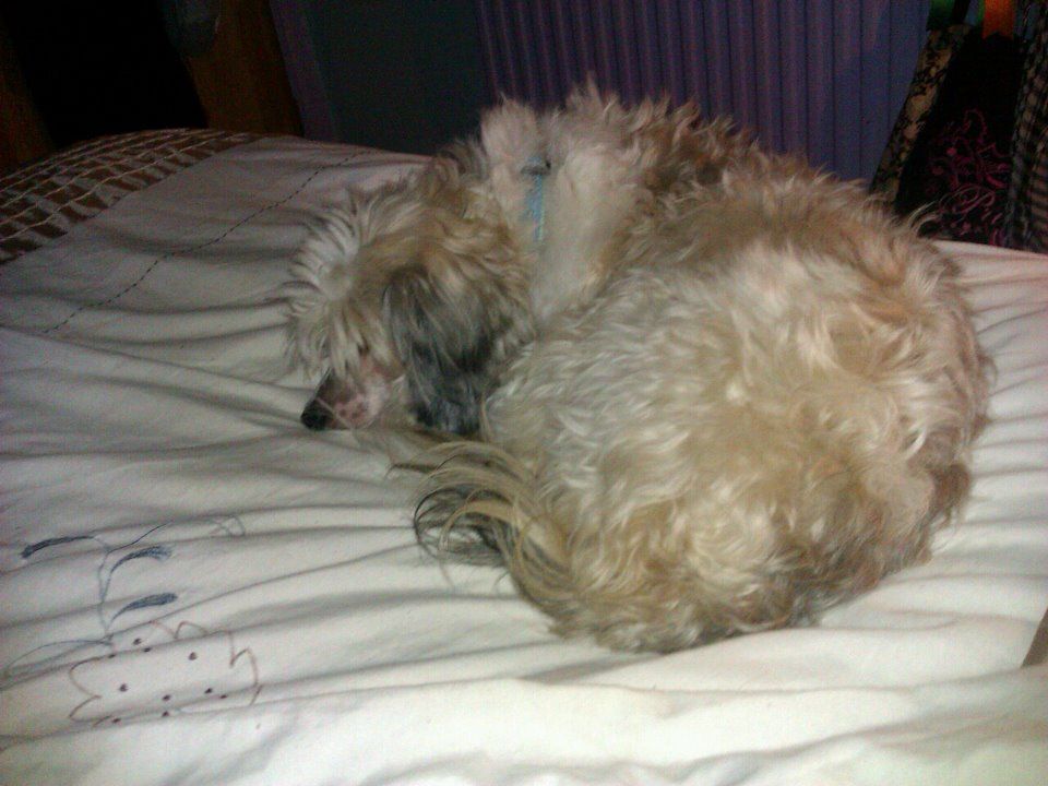 chellolas dress to impress