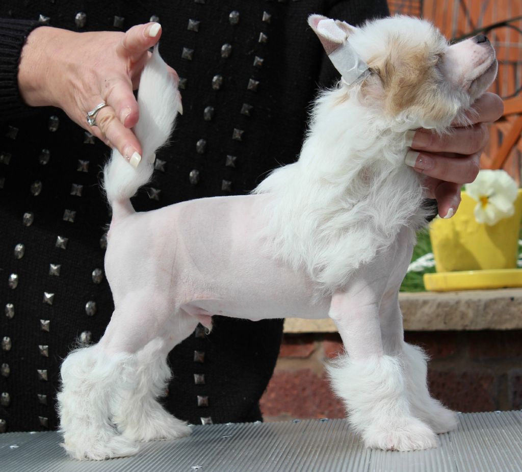 Omegaville Snow Patrol