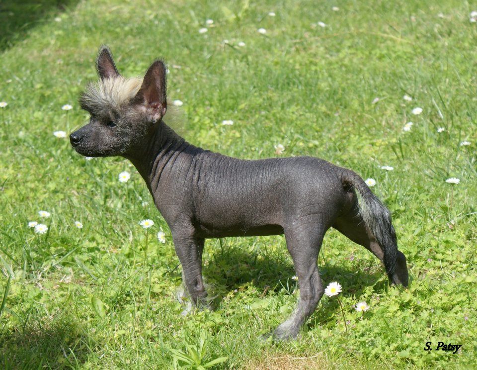 Hadès de L'Orée des Rêves