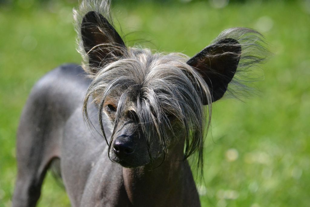 Héra de L'Orée des Rêves