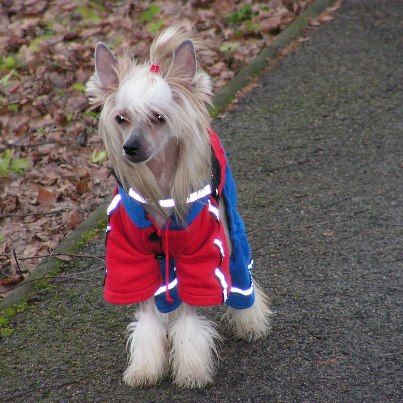 Assari Sawana Minas Gereas