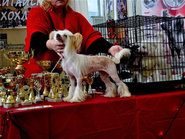 Iroslava Madam Fleur