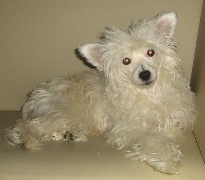 justine little champs