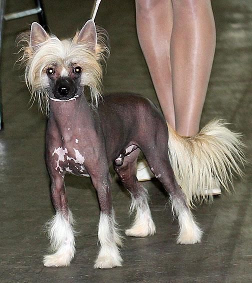 Be My Dog's Zippidee Doo Dah