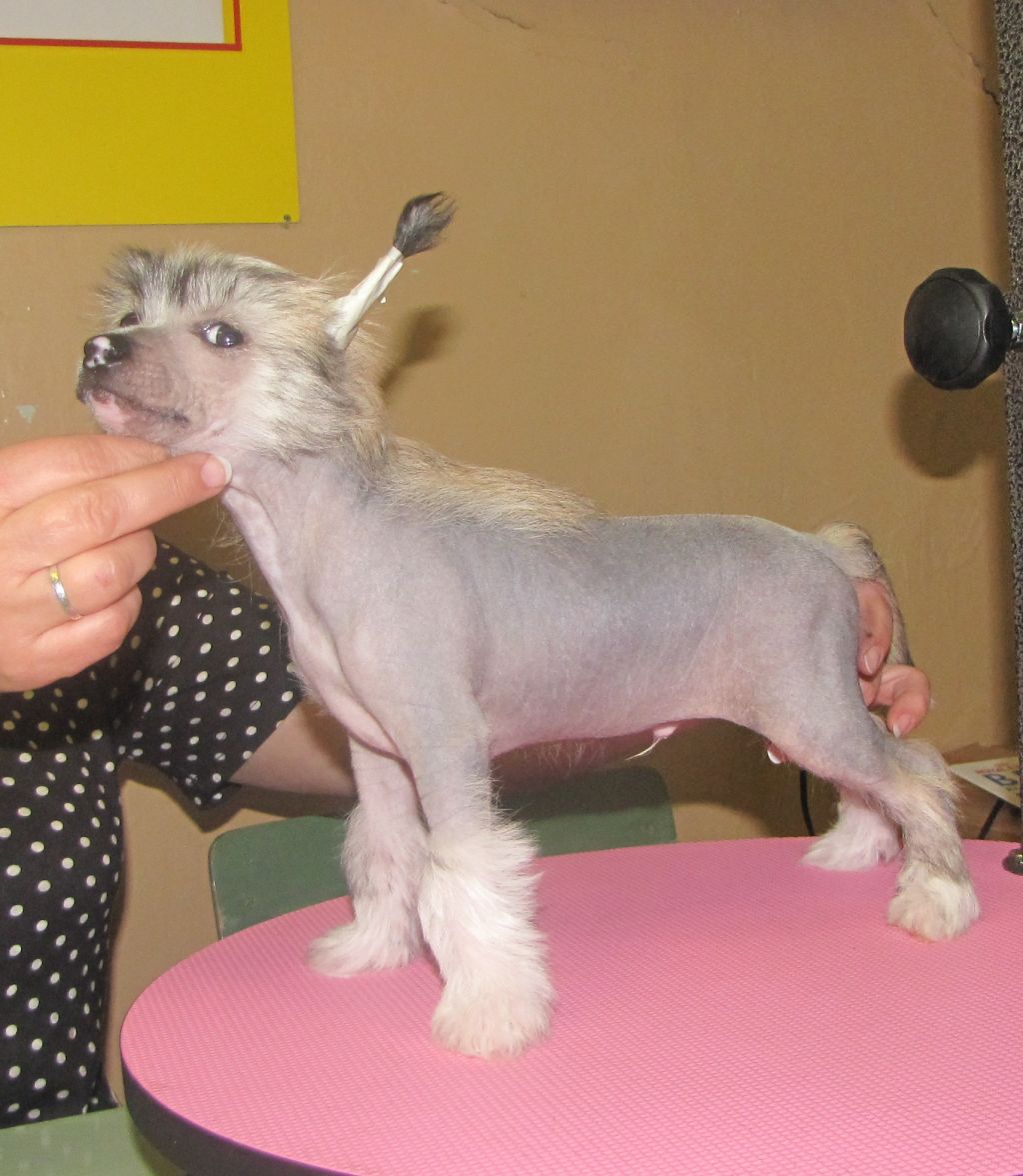 Male hairless