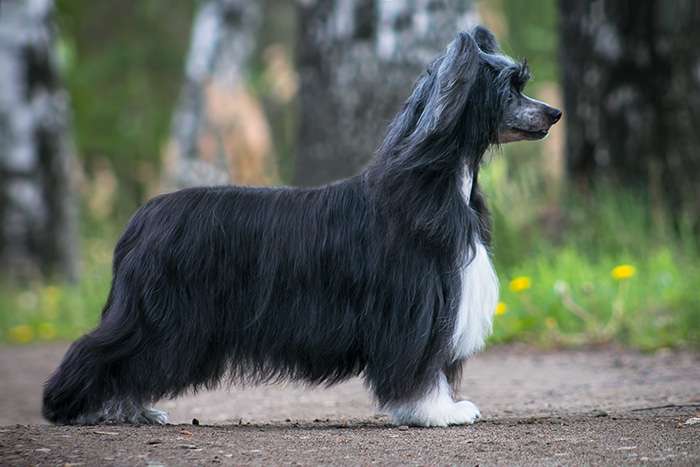 Status Imperial Ulania