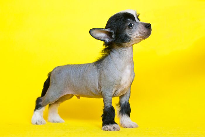 Status Imperial Universal Friend