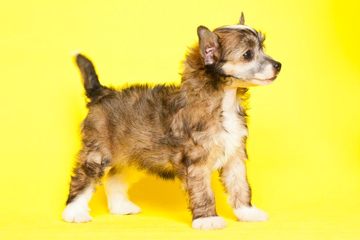 Status Imperial Udgin