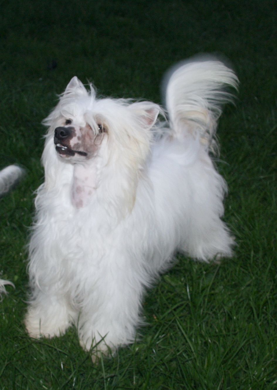 Be My Dog's Zoot Allures