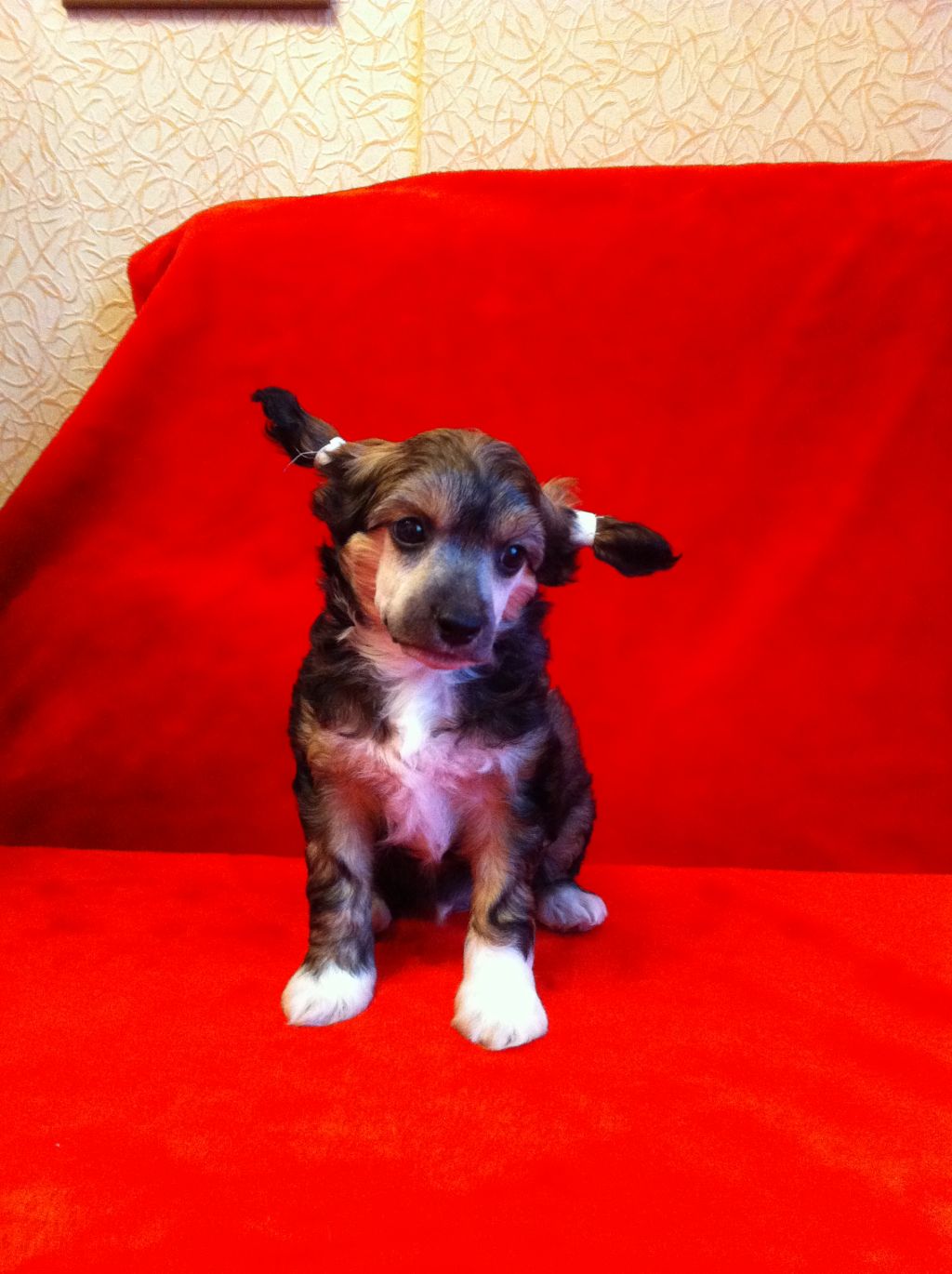 Apriori Vip Hot Chocolate