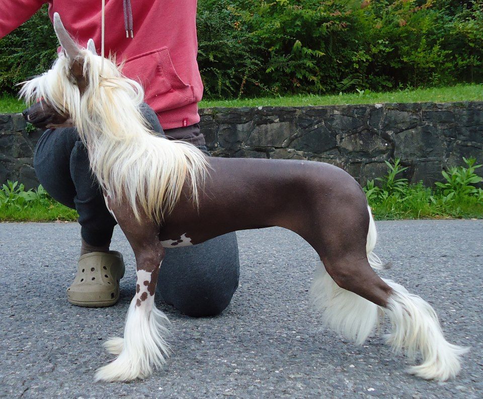 Illegal  Beauty Sasima(fci)