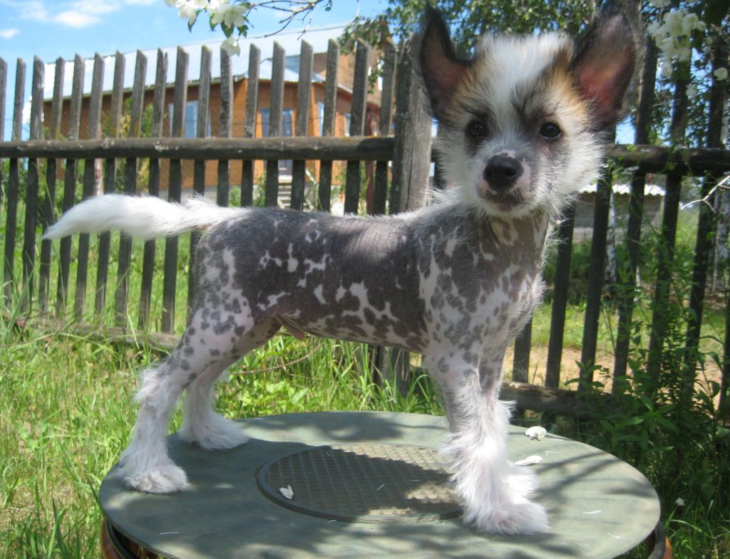 Extravaganza Band Sherman