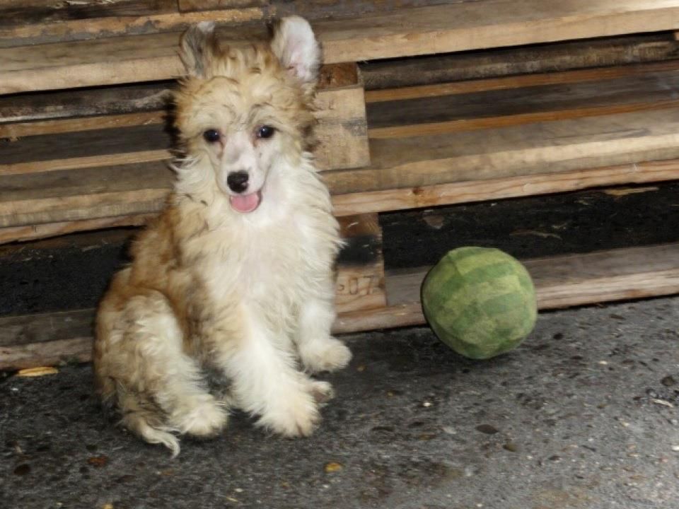 Frendor's I'love you