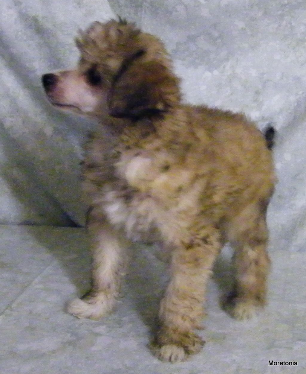 Moretonia Everso Dizzy