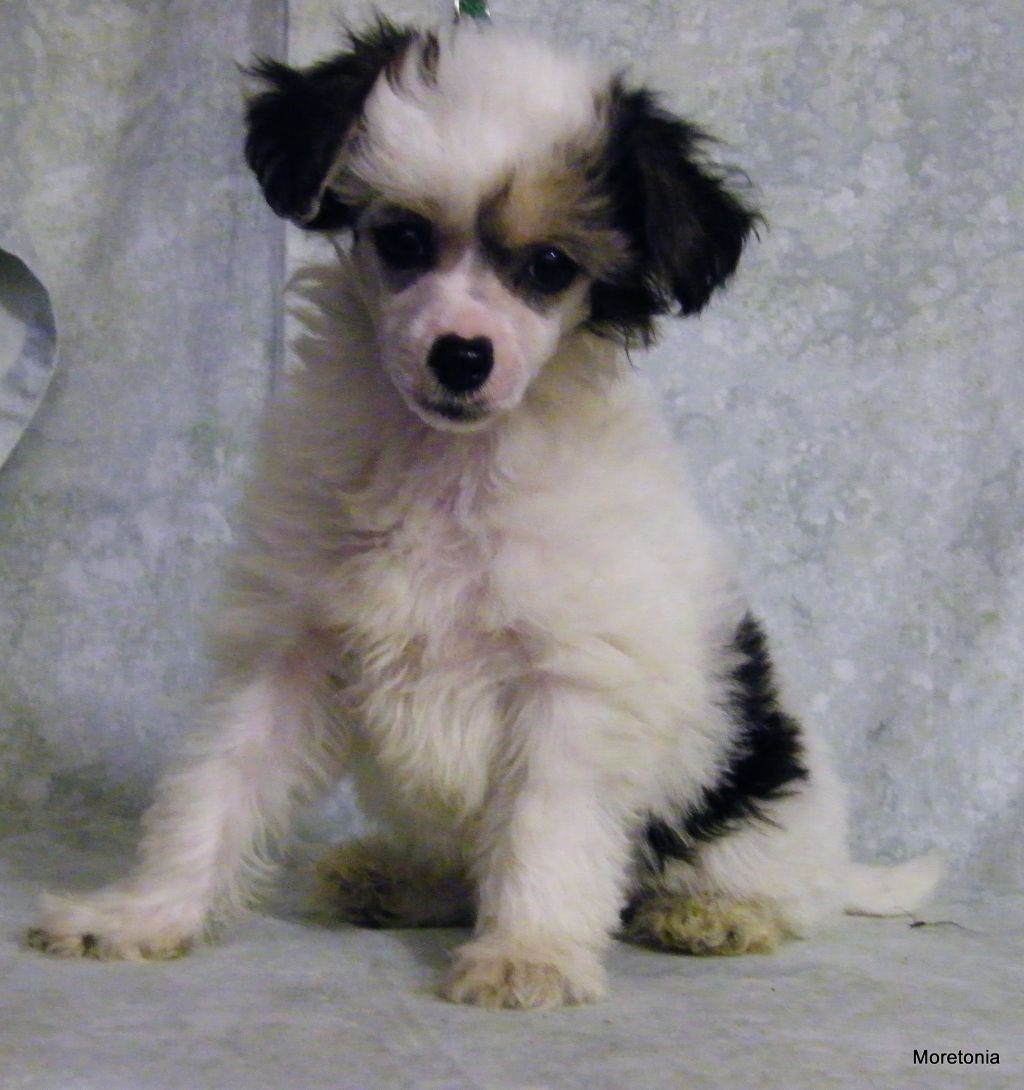 Moretonia Everso Nice