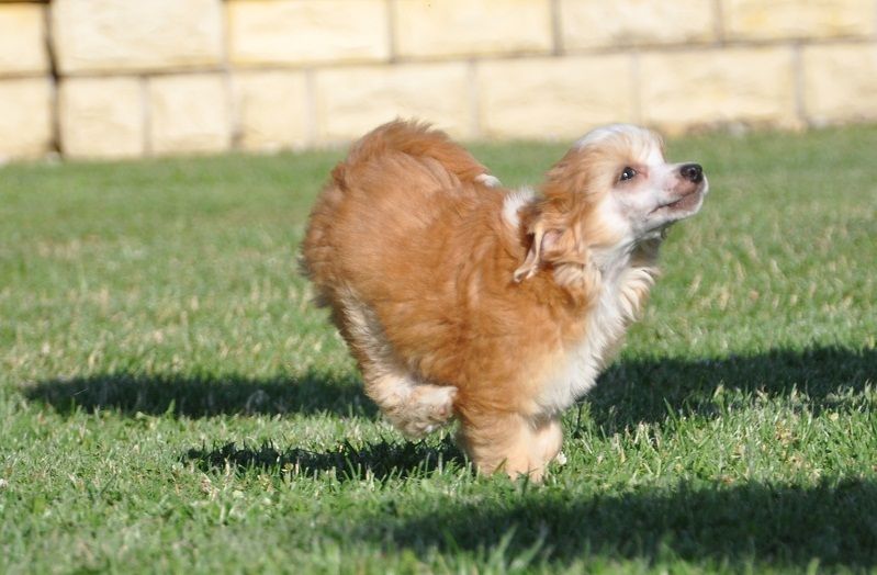 Ayema Makes of Magic