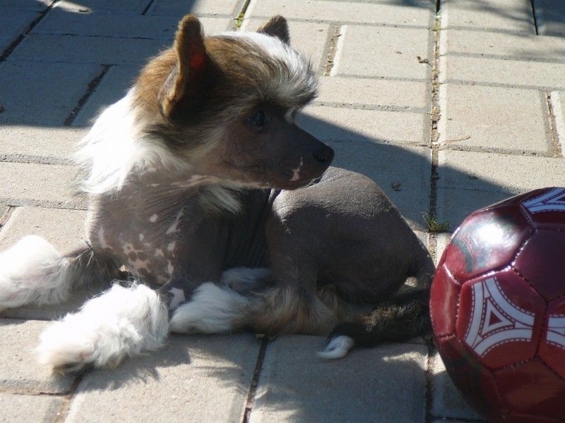 Angelo z Jestrebího kralovstvi