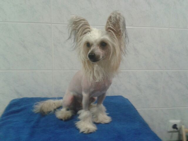 Fevy's Fast 'N Furious