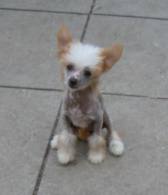 Scherzando Hot Gossip