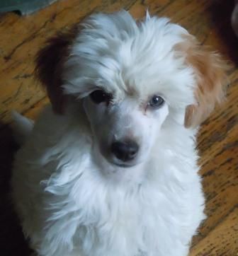 Scherzando Only a Rumour