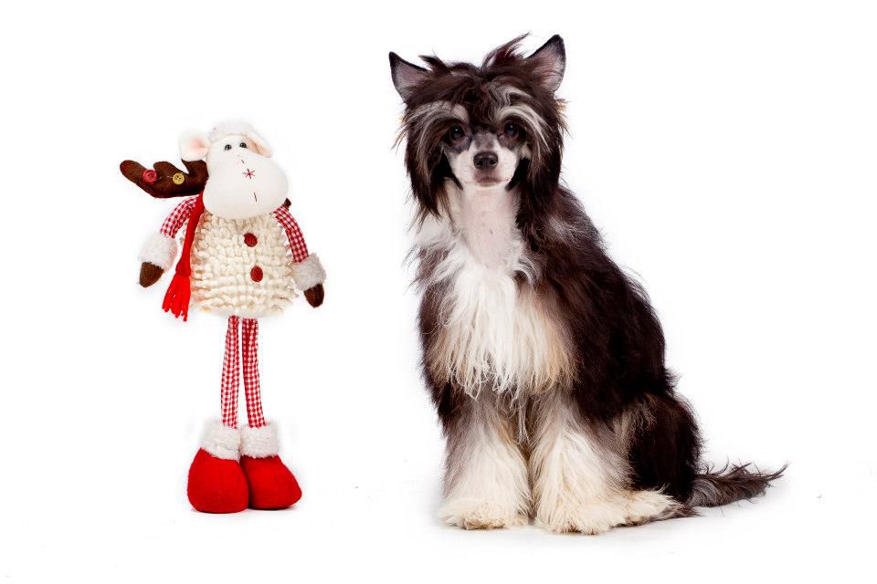 Arielle  Légend de l'Amour