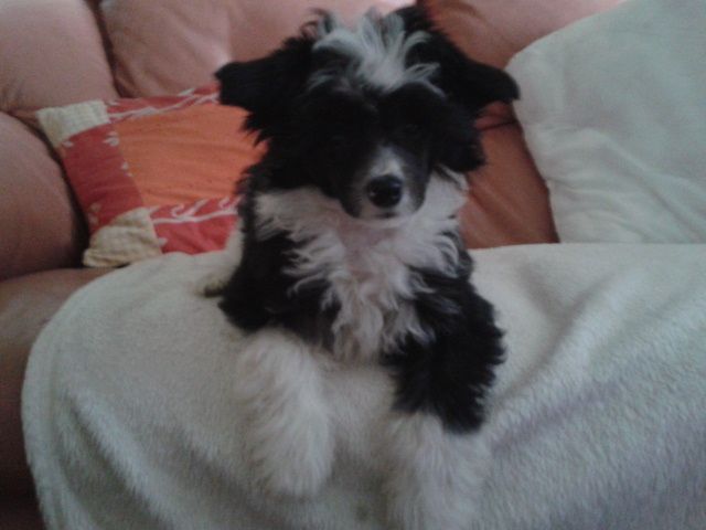 Tamarsh Black Cherry