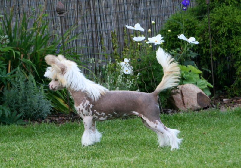 Solino's Blond Bombshell