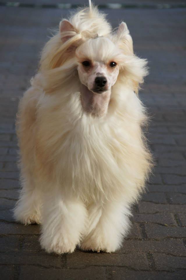 Fera Viva Via Giulia