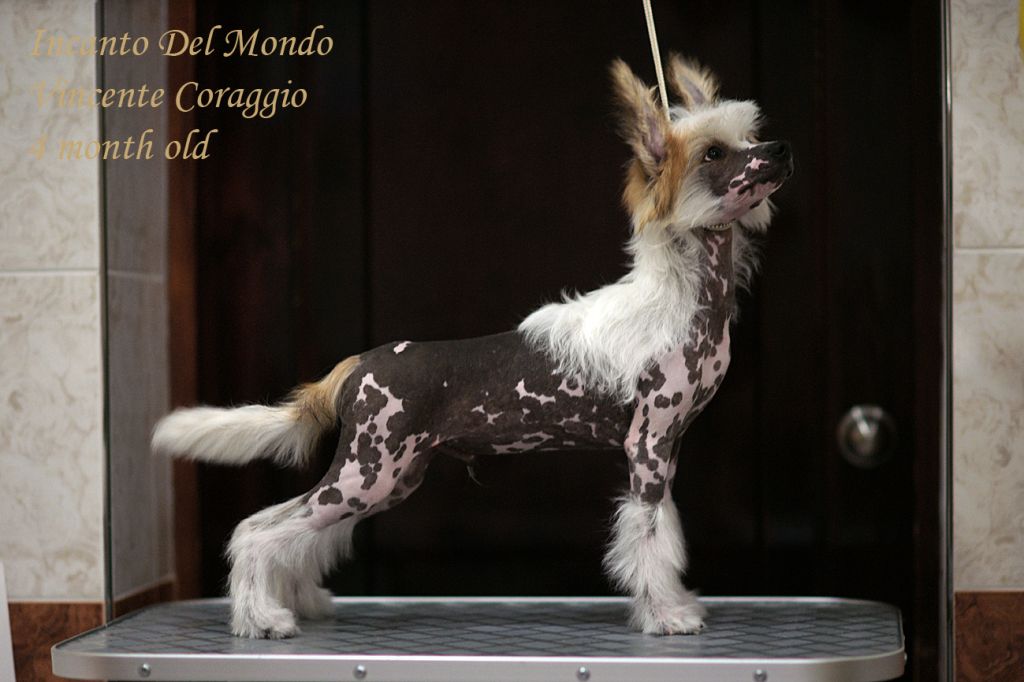 Incanto Del Mondo Vincente Coraggio