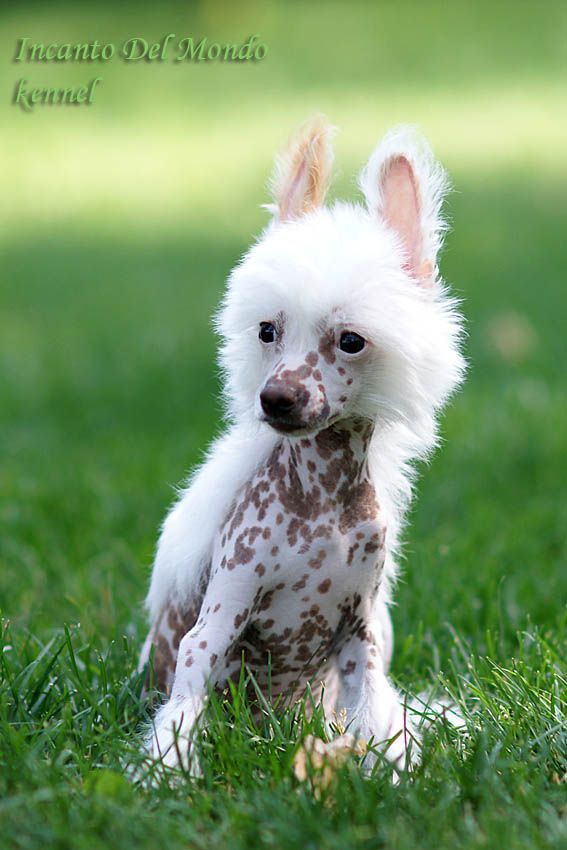 Incanto Del Mondo Vito Valore