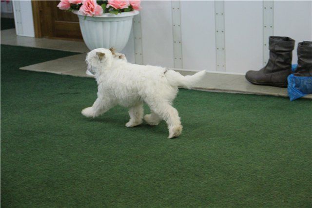 Heppi Rehn Uilfrid Fox Napye