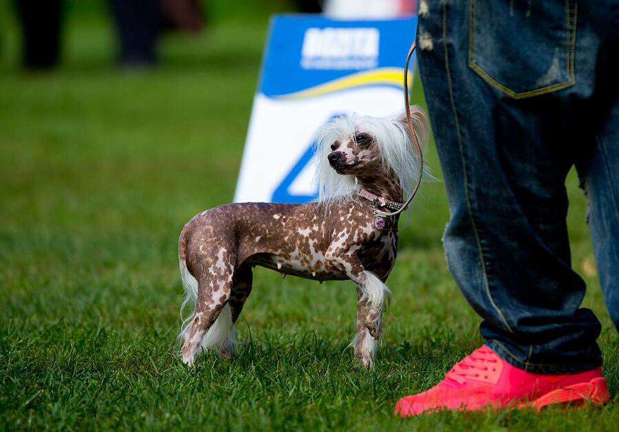 Fansy Queen A Victory