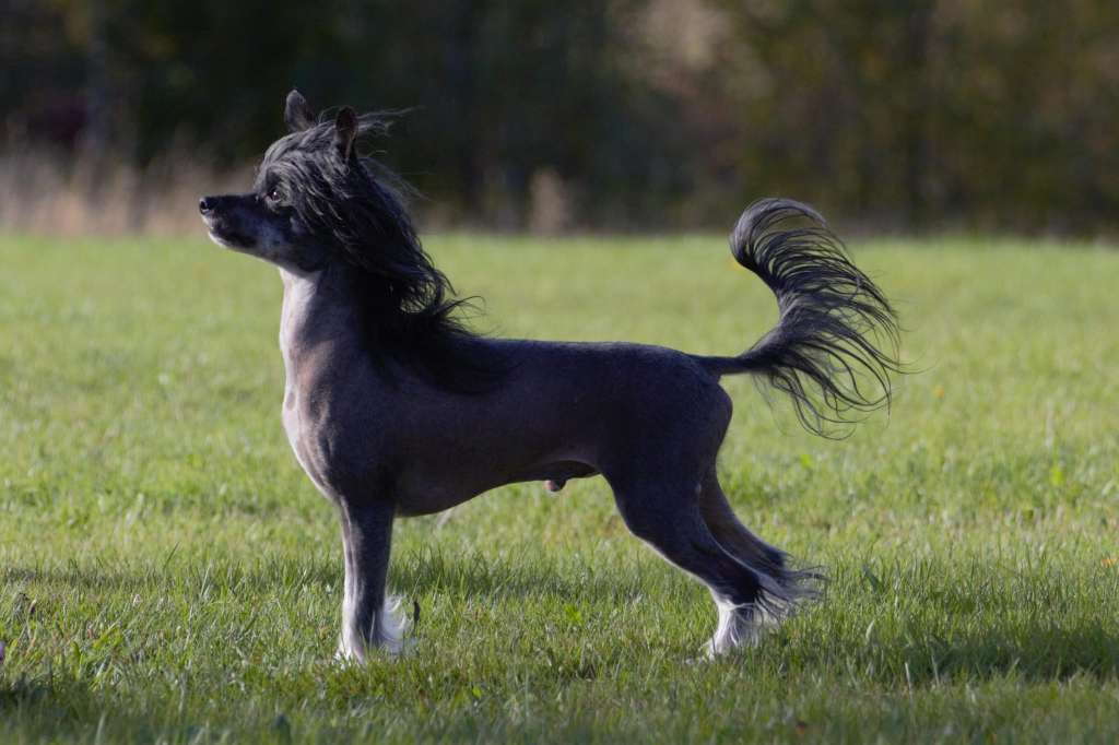 Fabulous Dogs Nikola Tesla