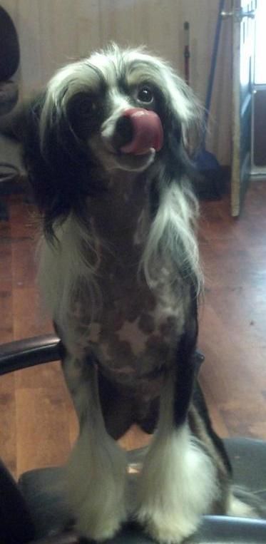 Shadow Hill My Fair Fellow