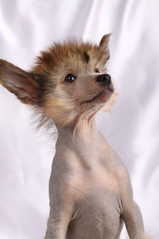 Barbaris Prekrasny Princ