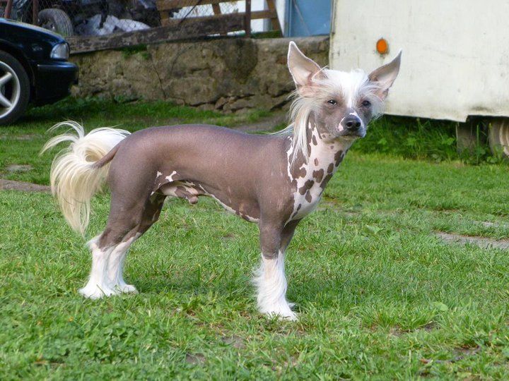 Aristotelles od Diamantove reky