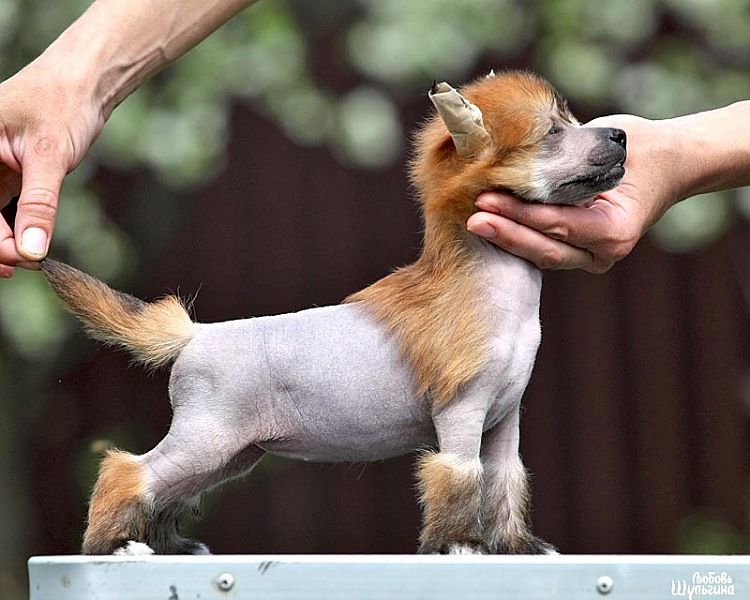 Olegro Katrin Majestic Fire